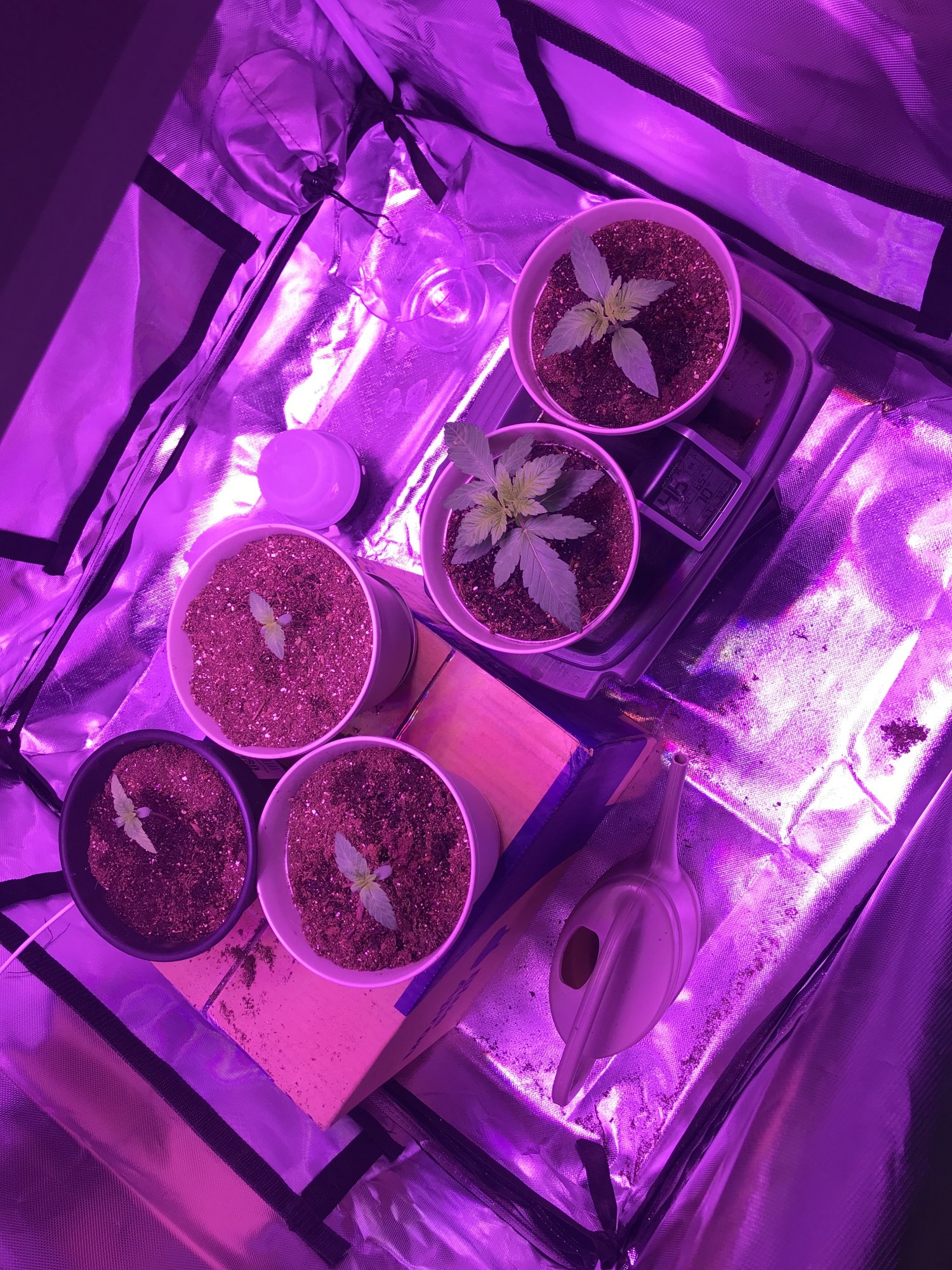 Old seeds 2