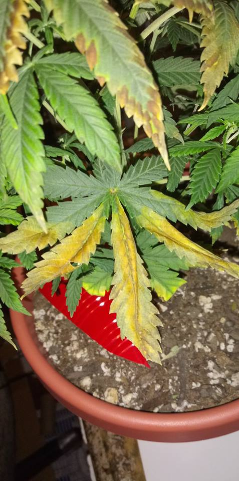 Older fan leaf middlejpg
