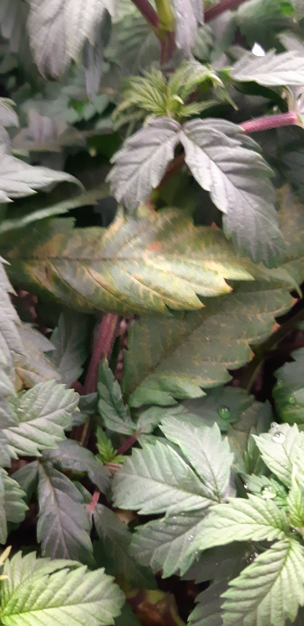 Older leaves starting to yellow