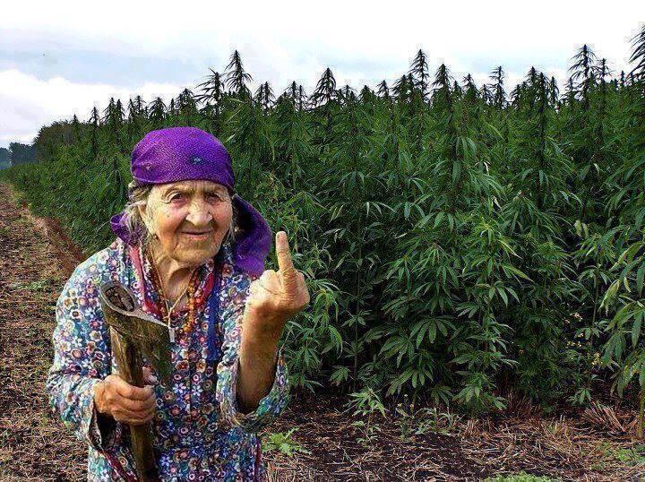 Oldladysmeds