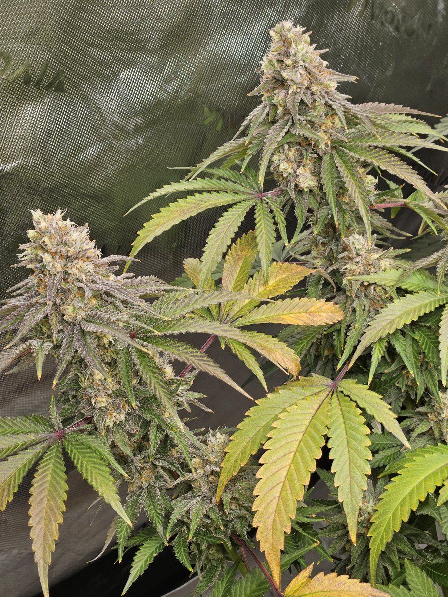 Ole and lenas mn grow corner 2