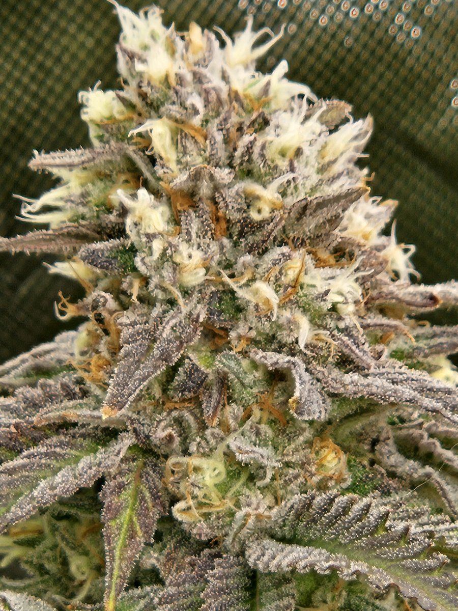 Ole and lenas mn grow corner 3