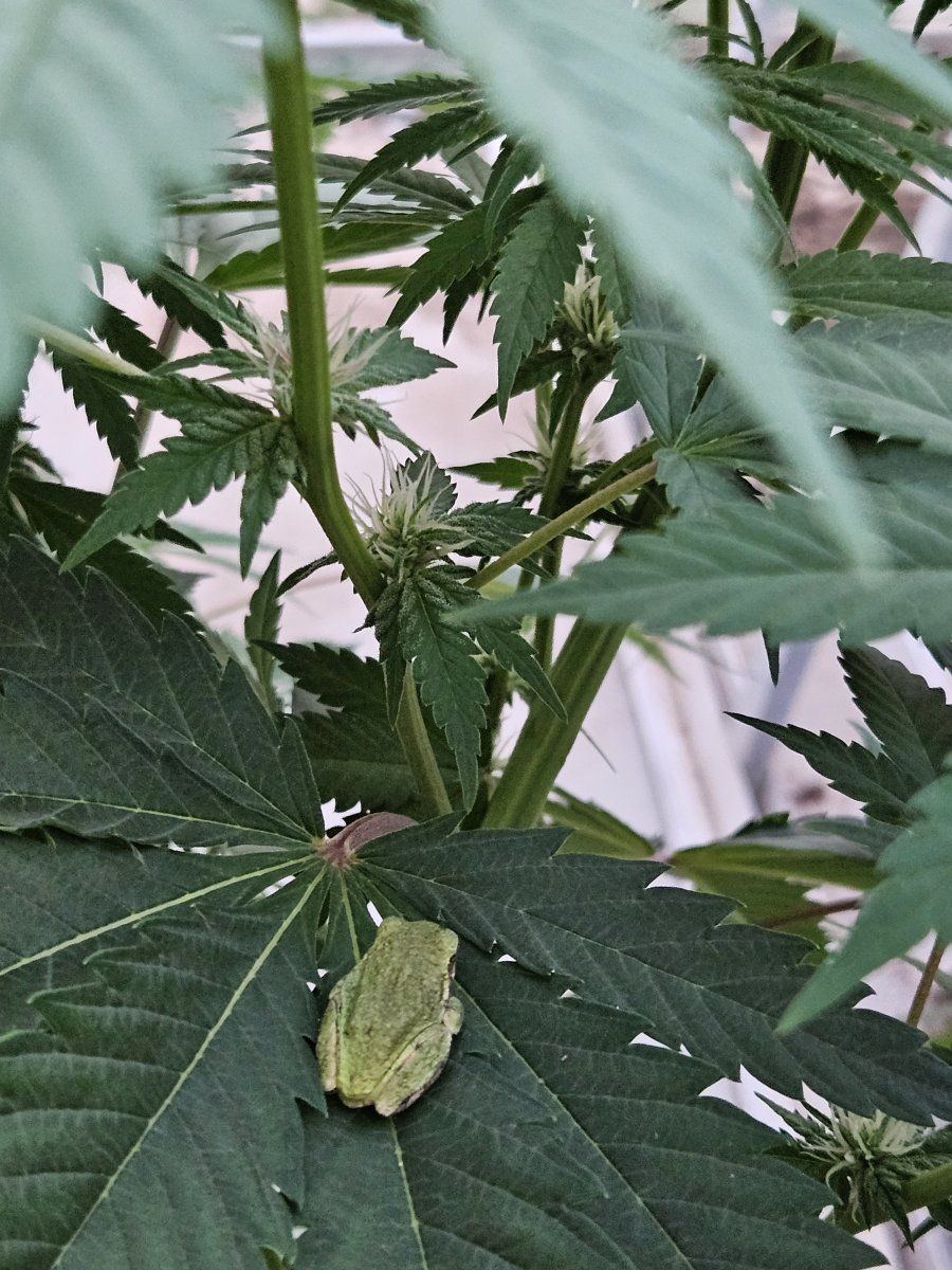 Ole and lenas mn grow corner 4