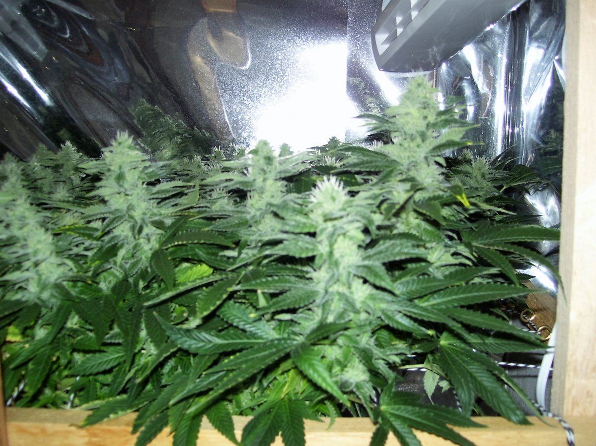 Olive   Week 53