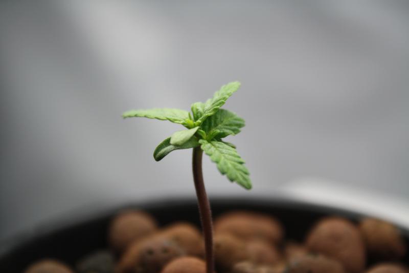 One blue dream seedtwo plants 2