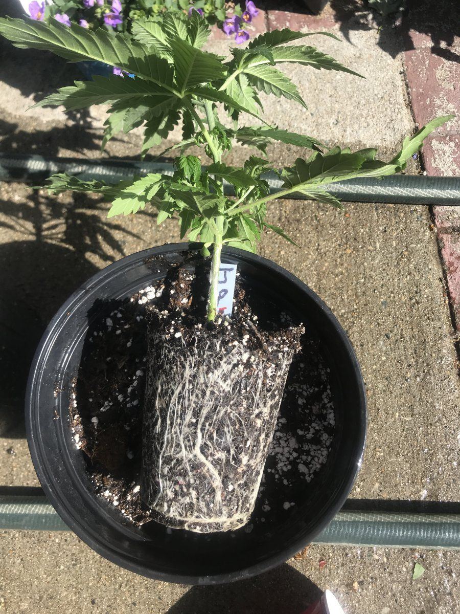 One month jekyll passion