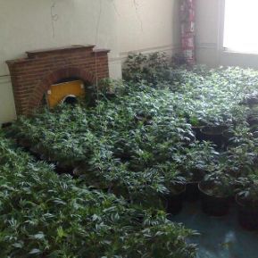 One of britains biggest ever cannabis farms