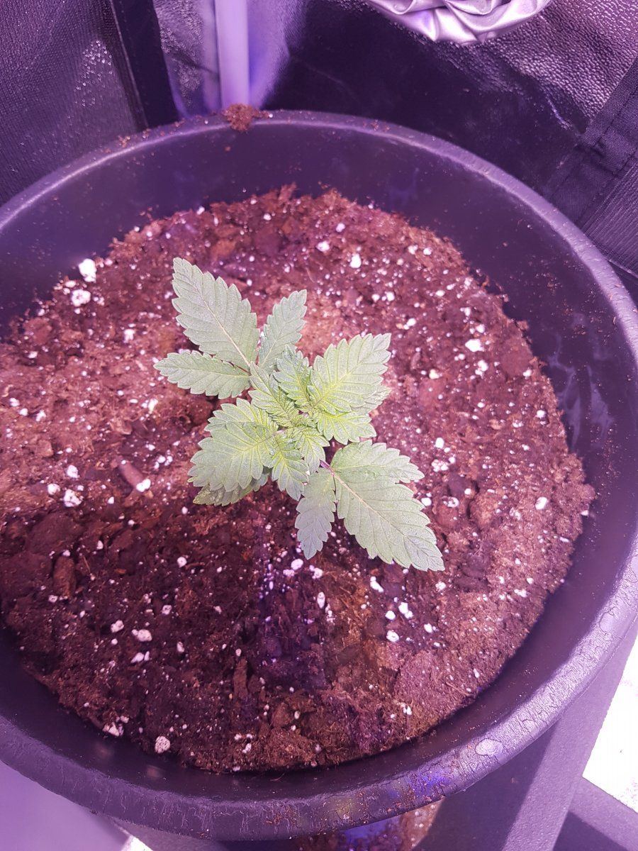 One of my weed plants is very wierd to me and i didnt find anything looking like it 3