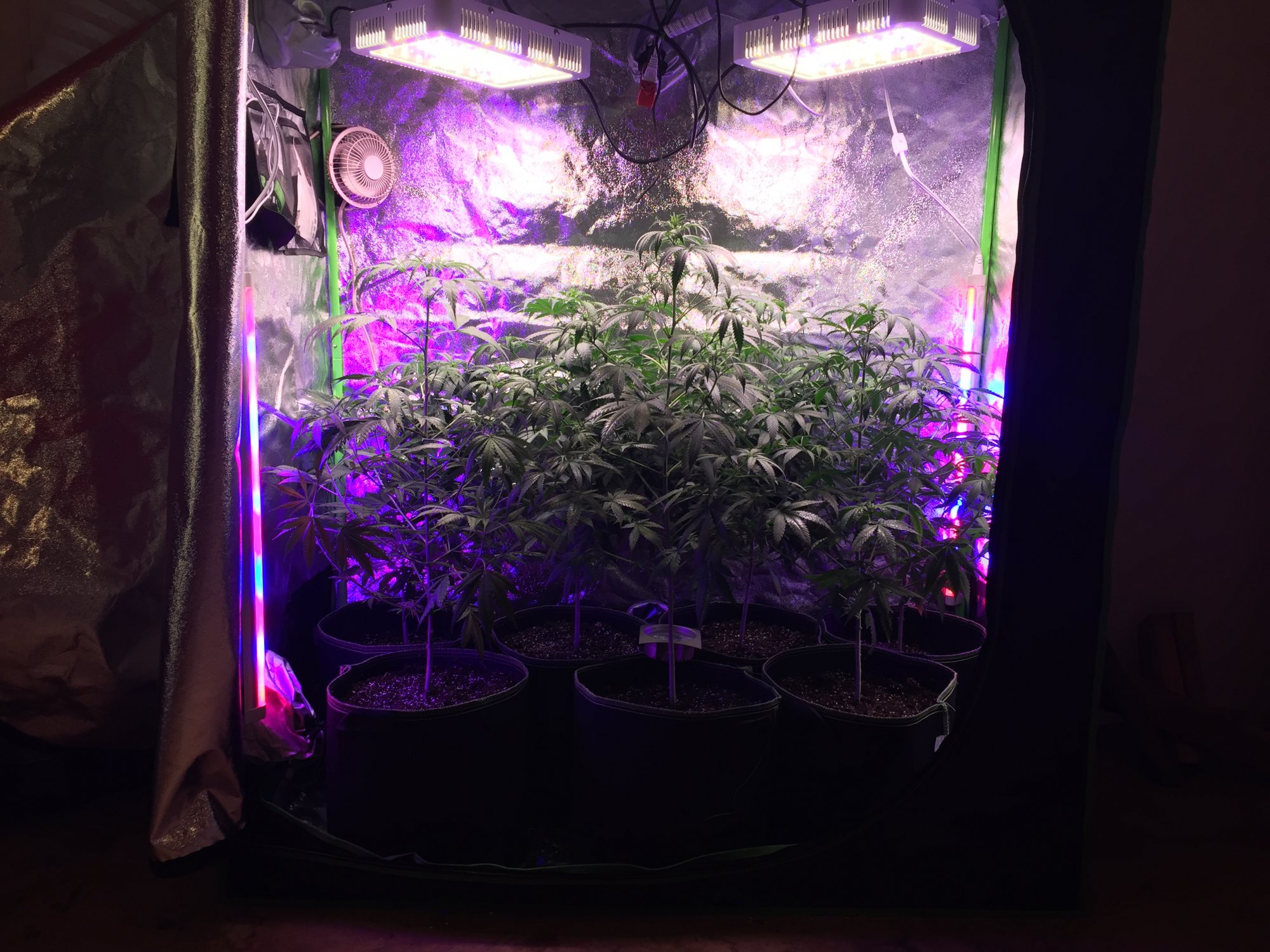 One week and two days into flower 2
