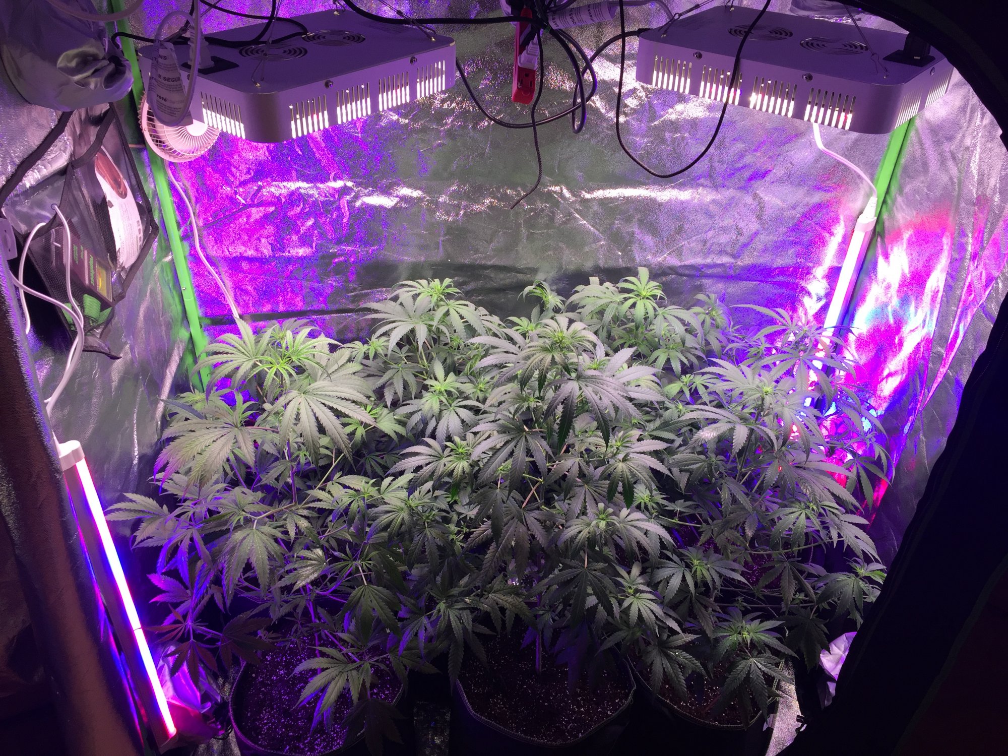 One week and two days into flower