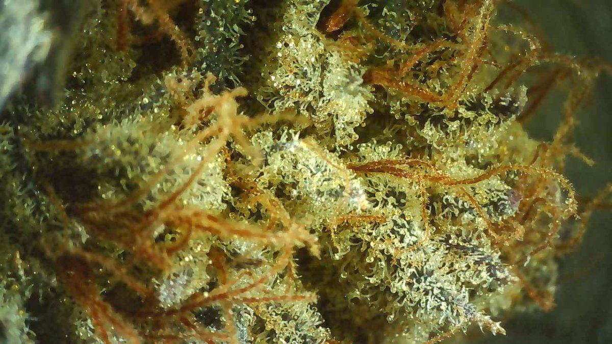 One night stand close up 1
