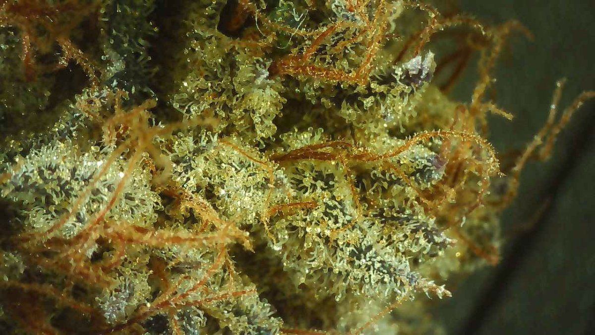 One night stand close up 2