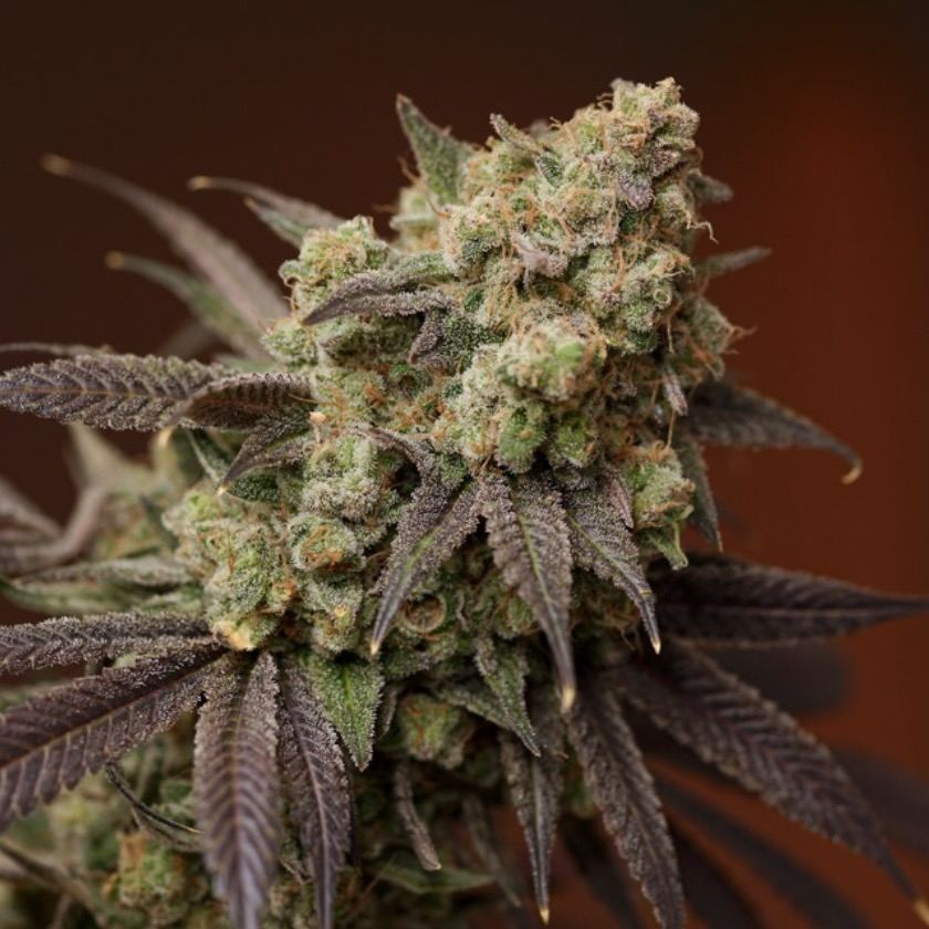 Oneflip stardwg tangie