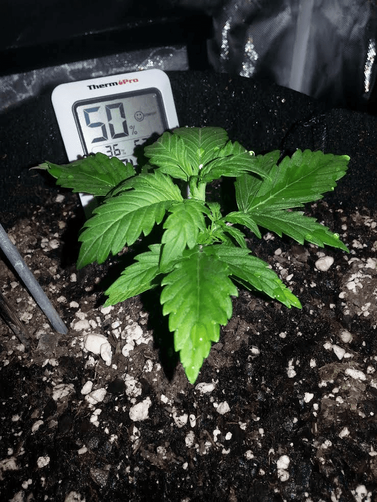 Ongoing first time auto flower grow in soileveryone chime in 10