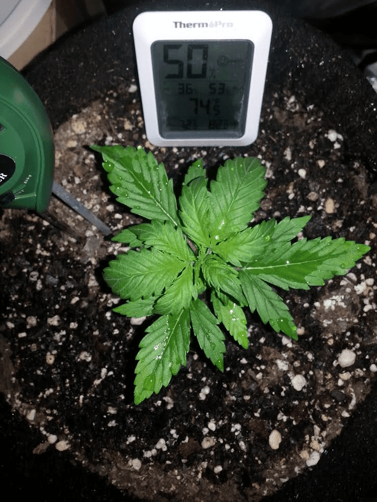 Ongoing first time auto flower grow in soileveryone chime in 11