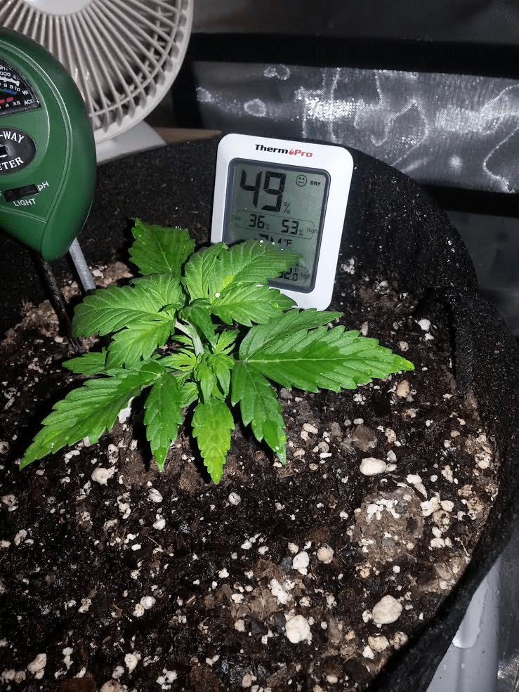 Ongoing first time auto flower grow in soileveryone chime in 12