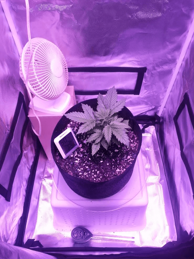 Ongoing first time auto flower grow in soileveryone chime in 13