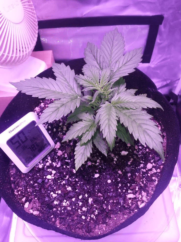 Ongoing first time auto flower grow in soileveryone chime in 14