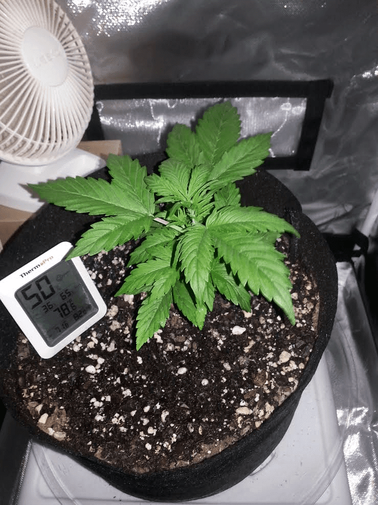 Ongoing first time auto flower grow in soileveryone chime in 15