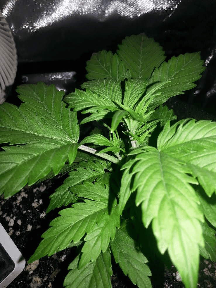 Ongoing first time auto flower grow in soileveryone chime in 16