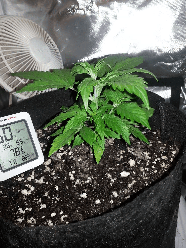 Ongoing first time auto flower grow in soileveryone chime in 17
