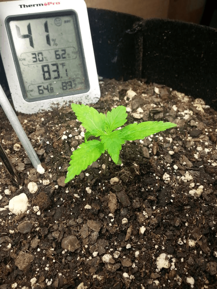 Ongoing first time auto flower grow in soileveryone chime in 2