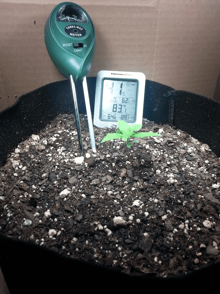 Ongoing first time auto flower grow in soileveryone chime in 3