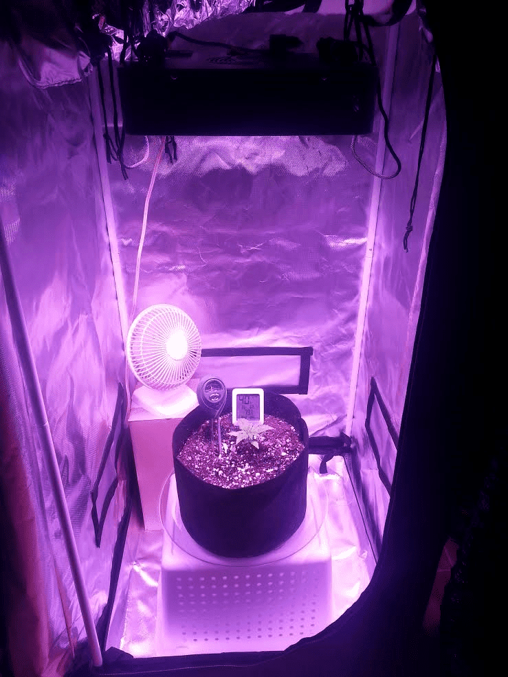 Ongoing first time auto flower grow in soileveryone chime in 4