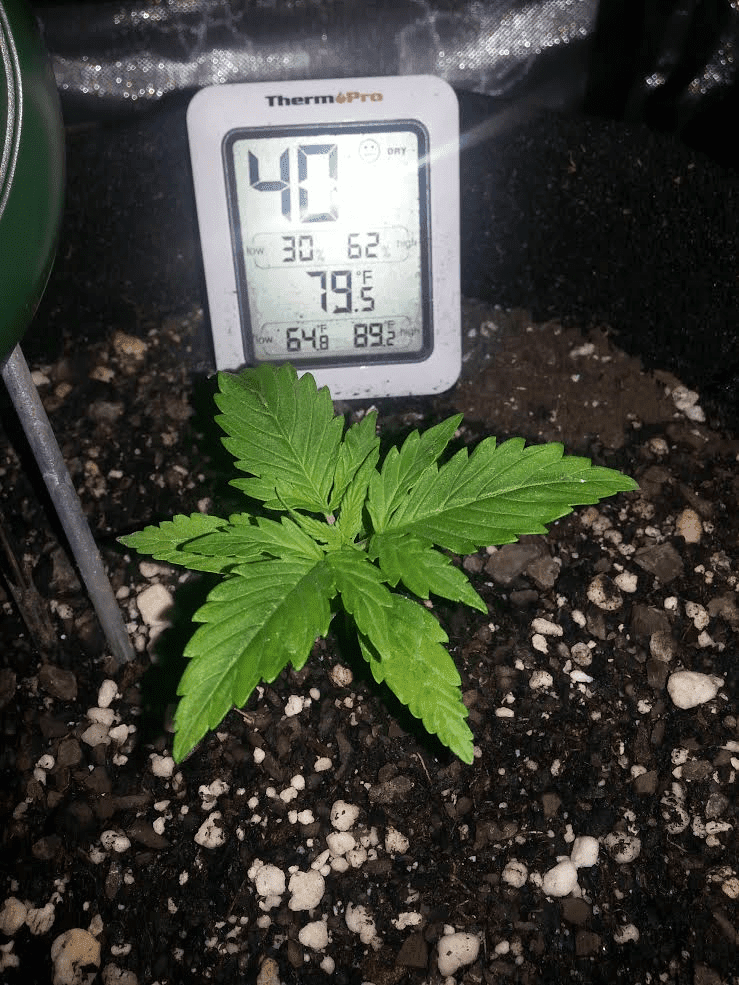 Ongoing first time auto flower grow in soileveryone chime in 5