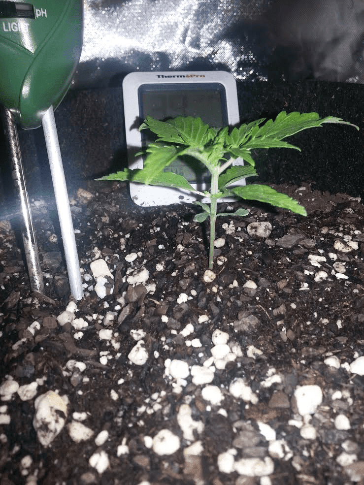 Ongoing first time auto flower grow in soileveryone chime in 6