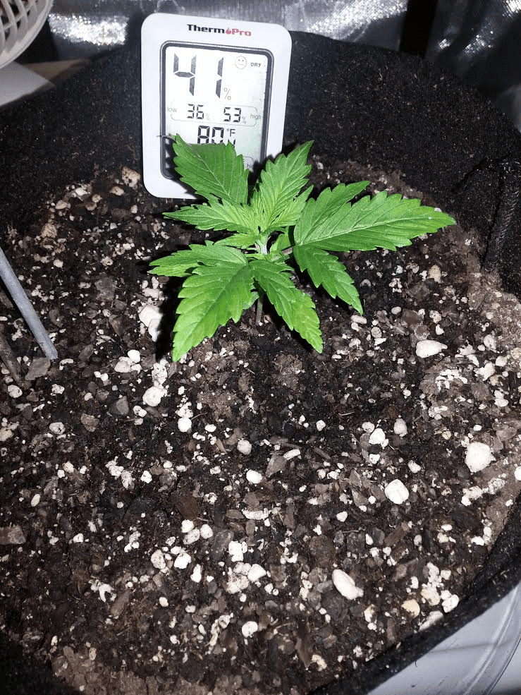 Ongoing first time auto flower grow in soileveryone chime in 7