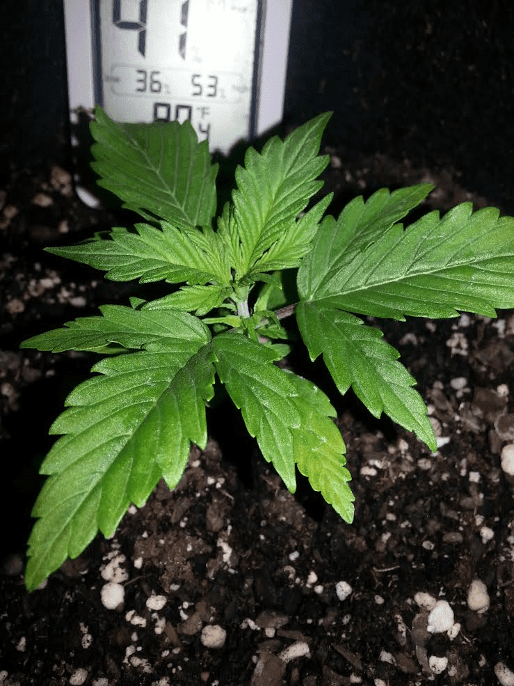 Ongoing first time auto flower grow in soileveryone chime in 8