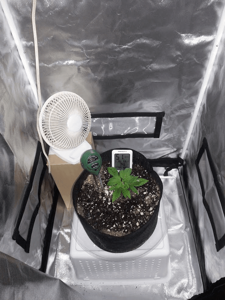 Ongoing first time auto flower grow in soileveryone chime in 9