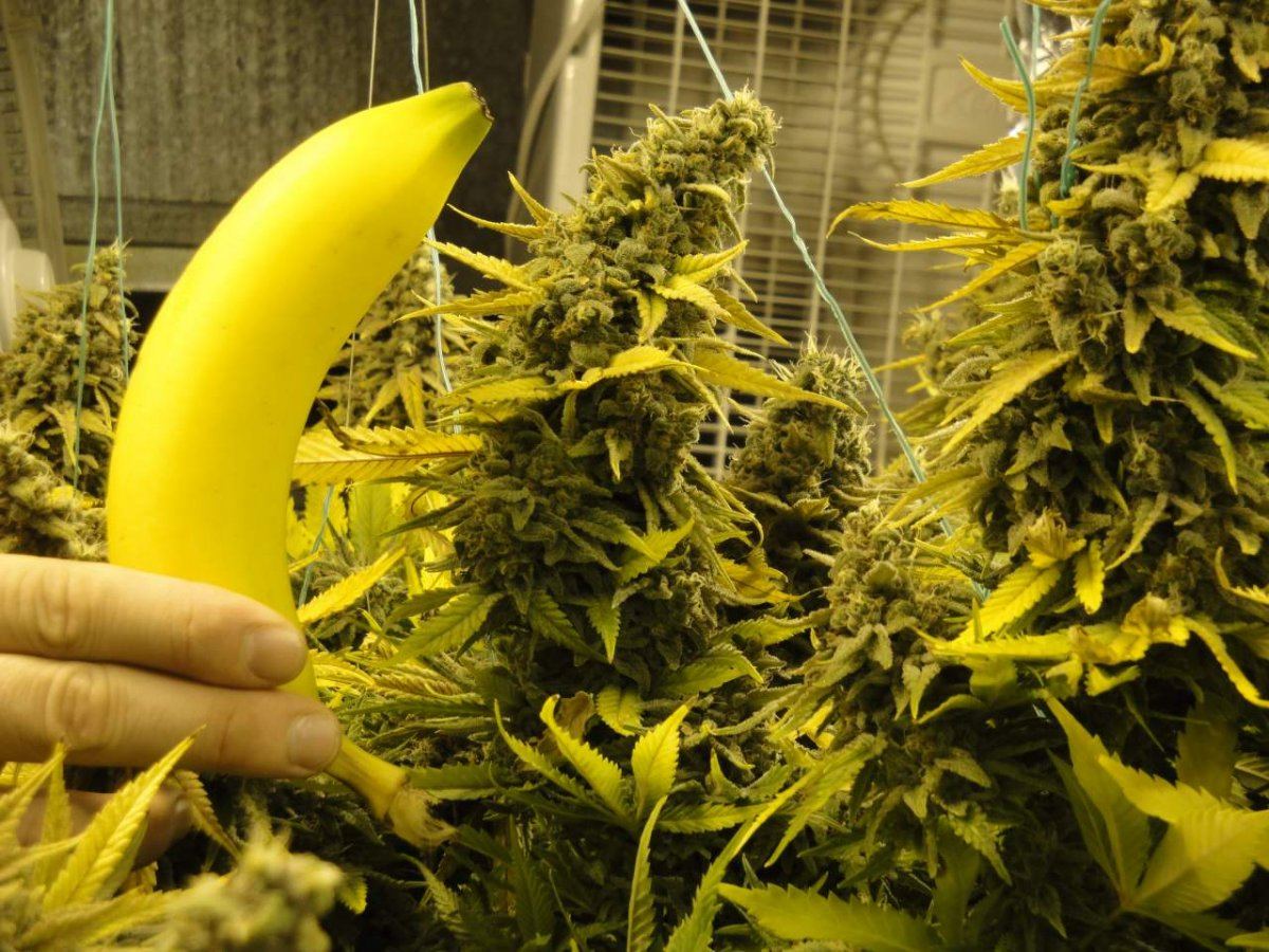 Onius Bannana
