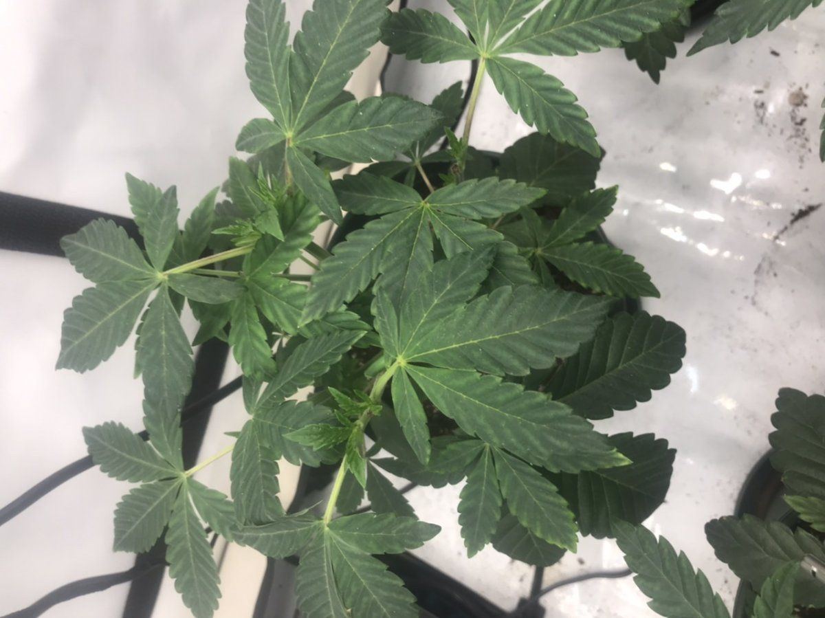 Open to suggestions with my magnesium issues
