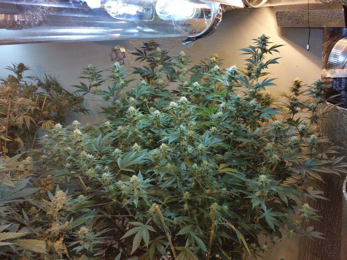 Opg 2  24 days