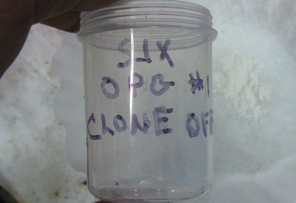 Opg clones 002