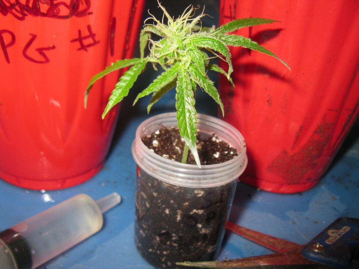 Opg clones 004