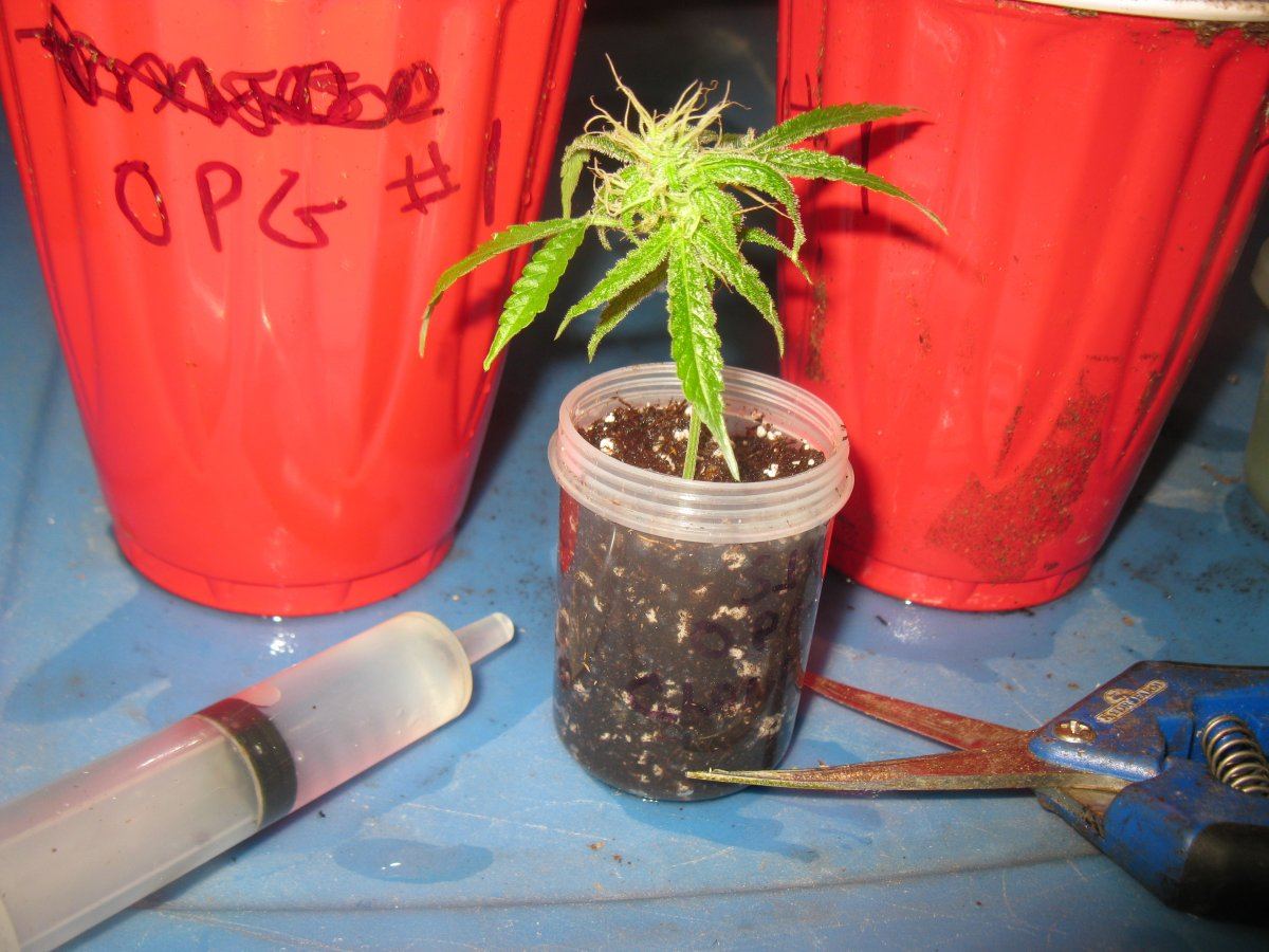 Opg clones 005