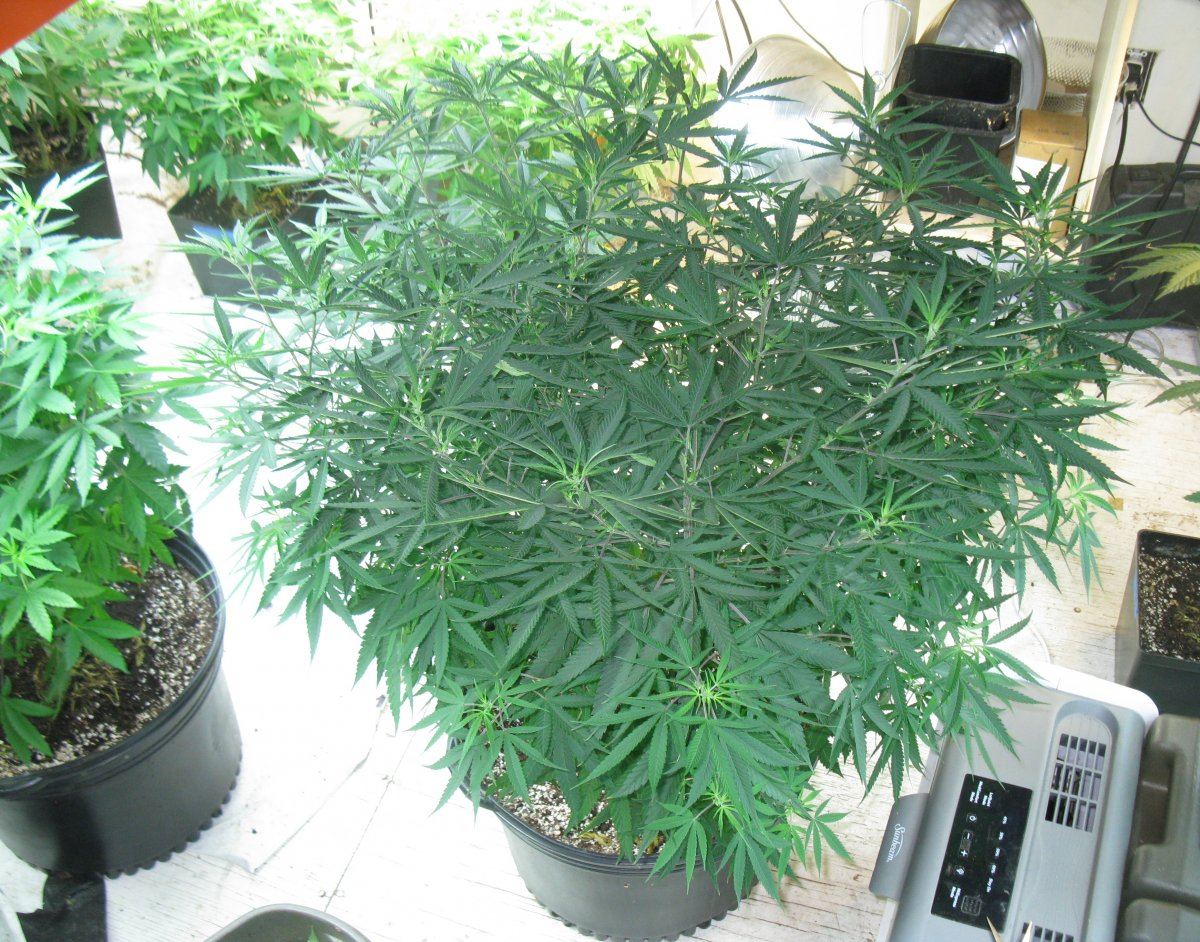 Opg male 105