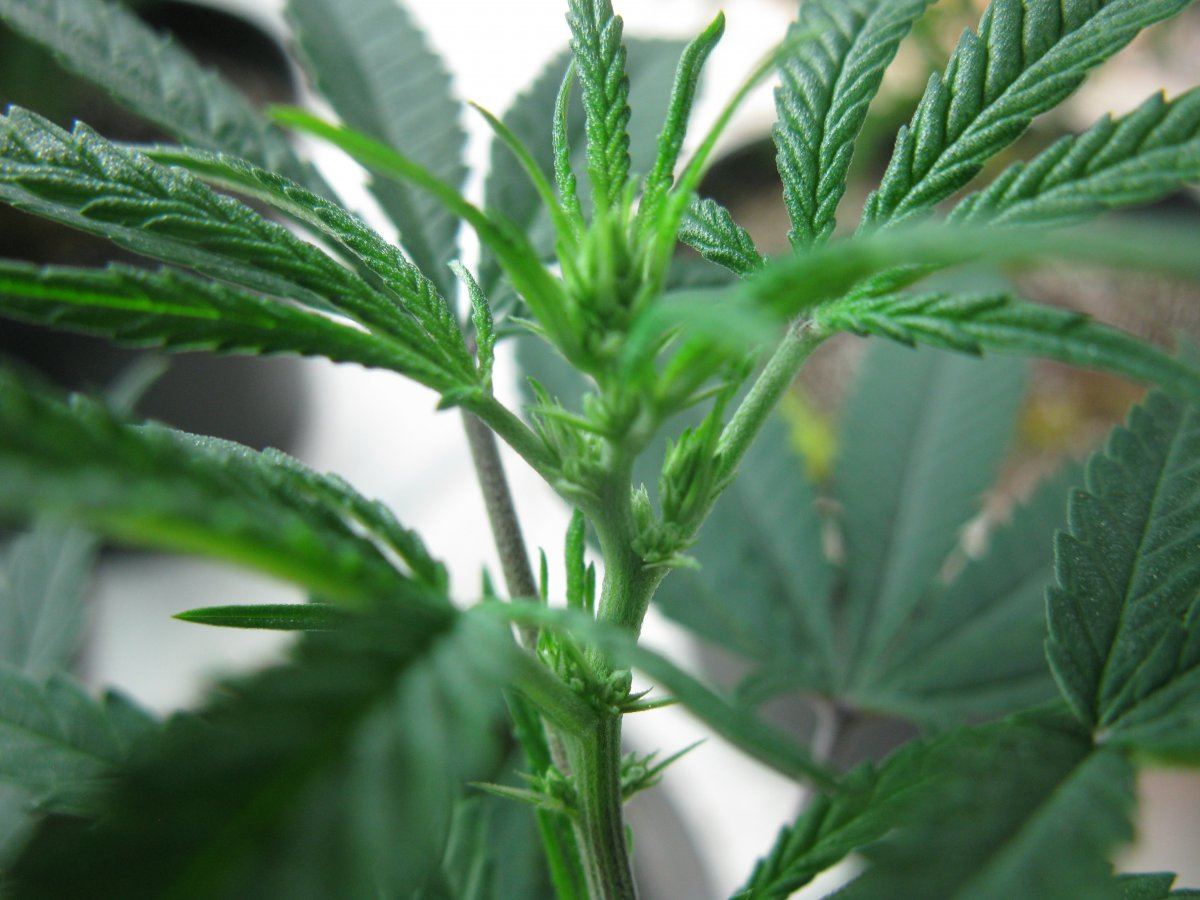 Opg male 109