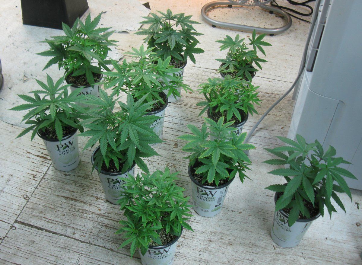 OPG topped 001