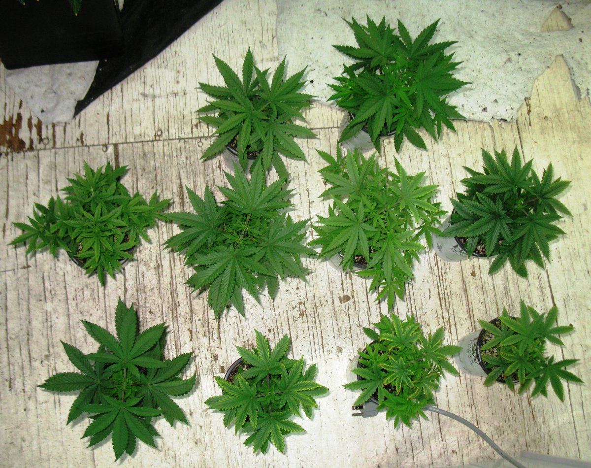 OPG topped 003