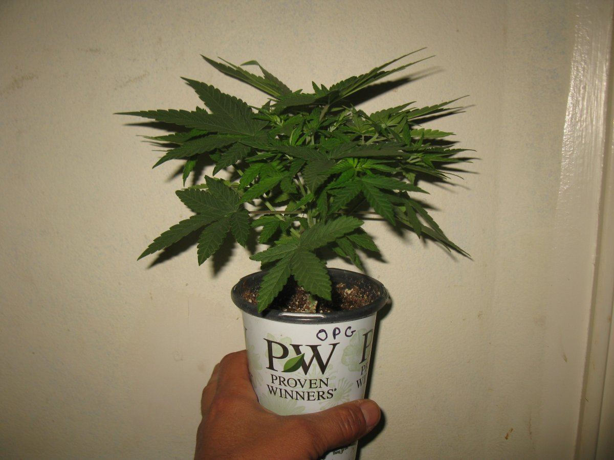 OPG topped 005