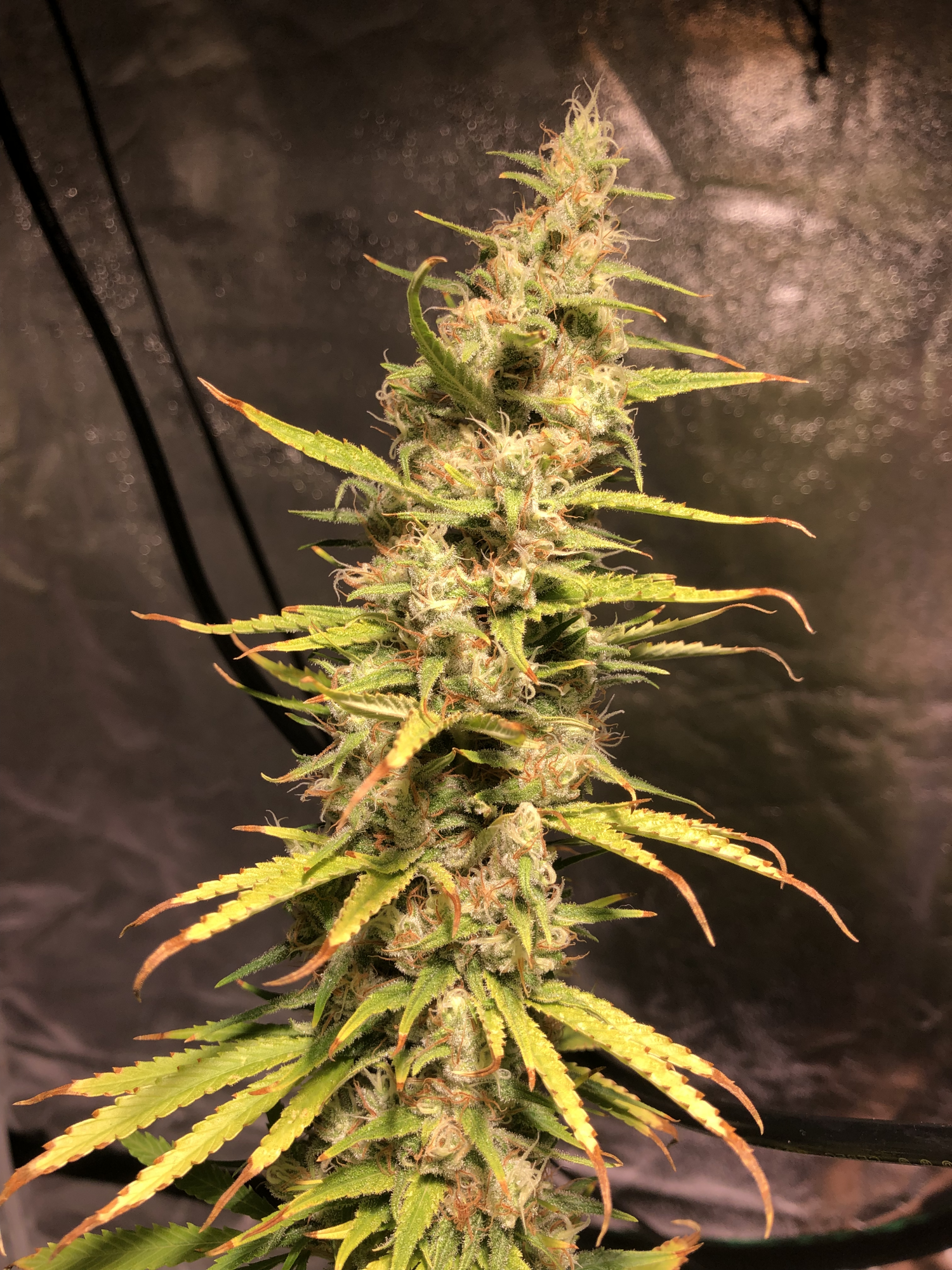 Opinion needed   is this plant ready for harvest 2