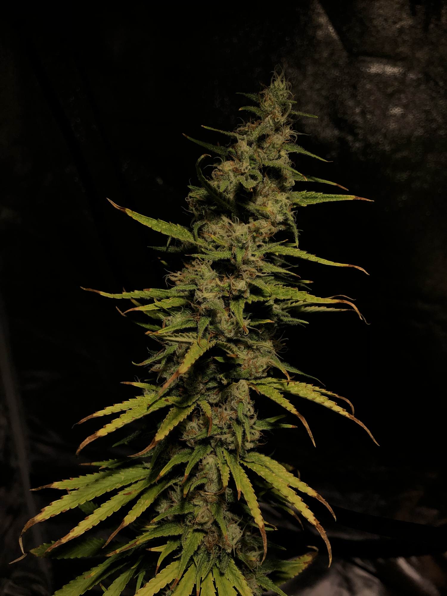Opinion needed   is this plant ready for harvest