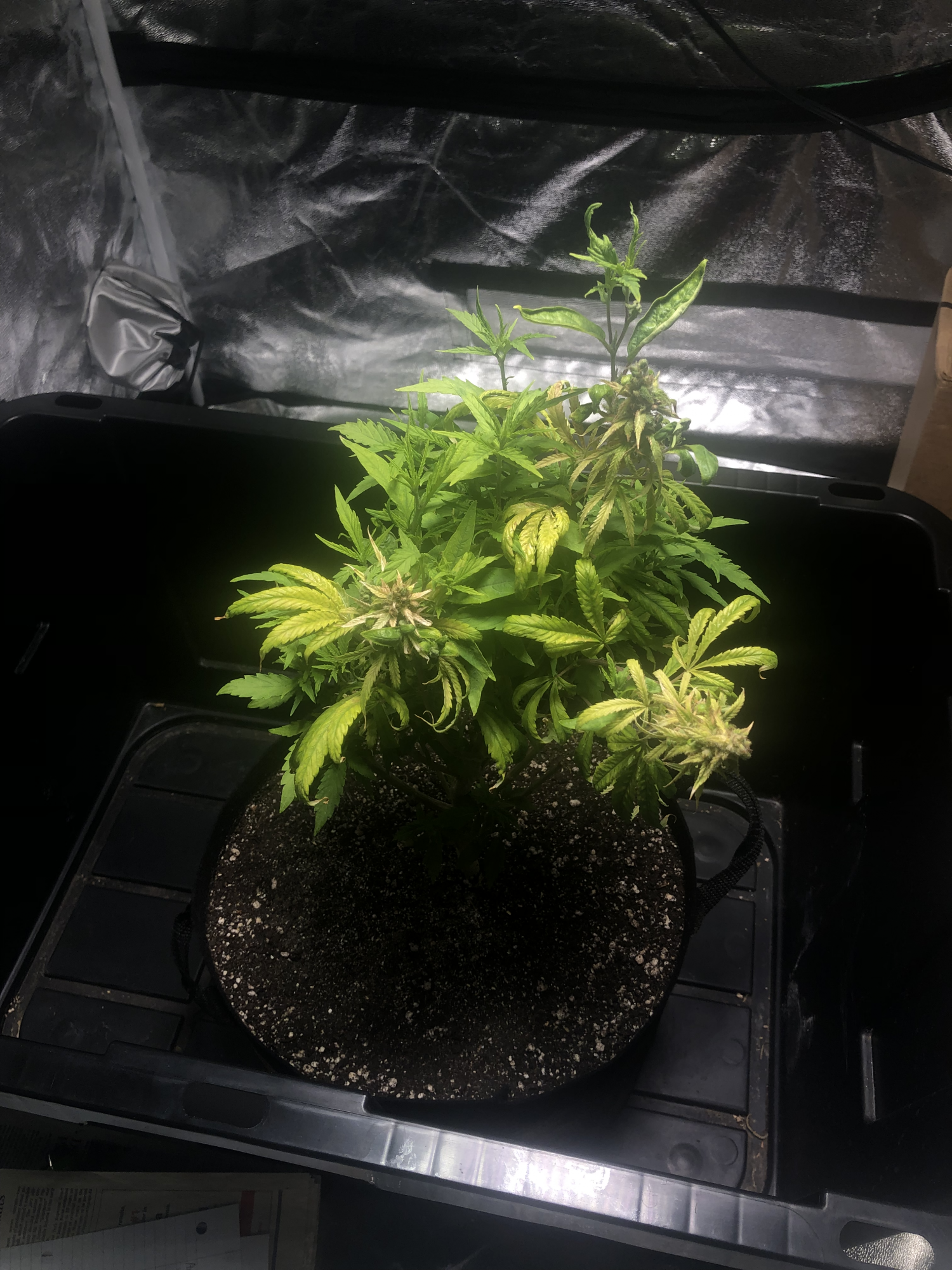 Opinion needed   trimming and training