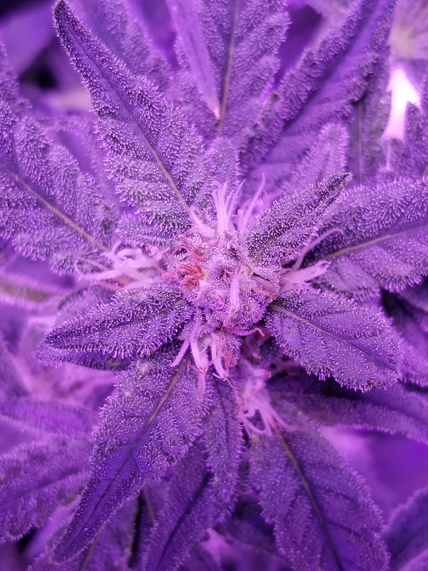 Opinions of first grow cali strain is unknown 11