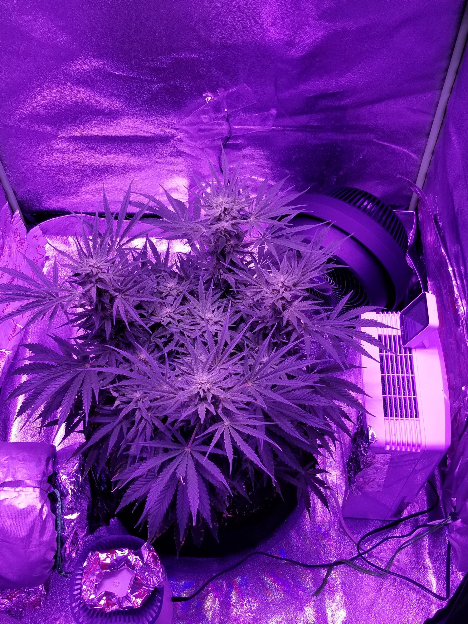 Opinions of first grow cali strain is unknown 7