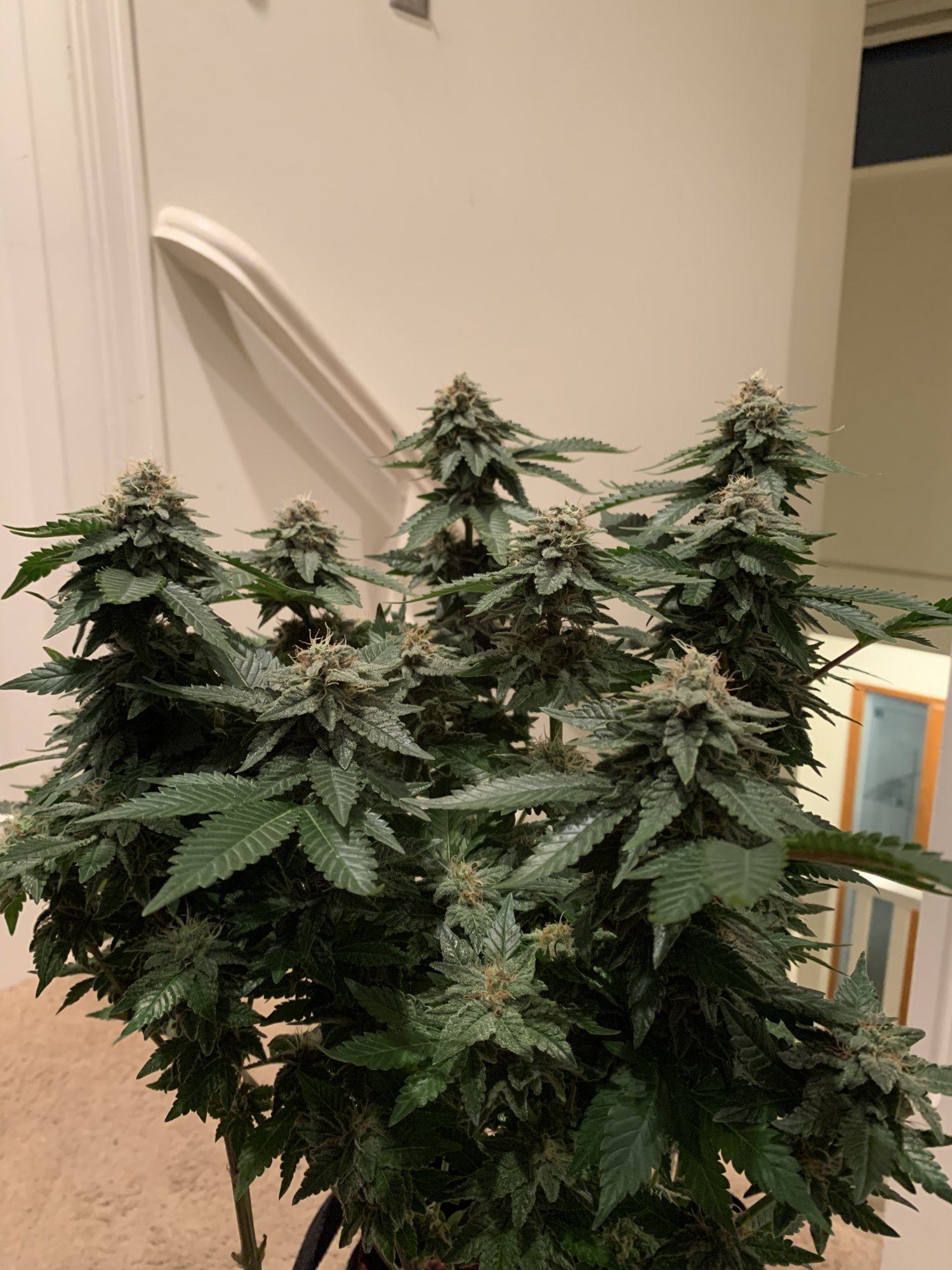 Opinions on flushing and when to start 20